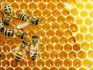 Nằm mơ thấy uống mật ong là điềm gì, đánh con lô đề nào dễ trúng?